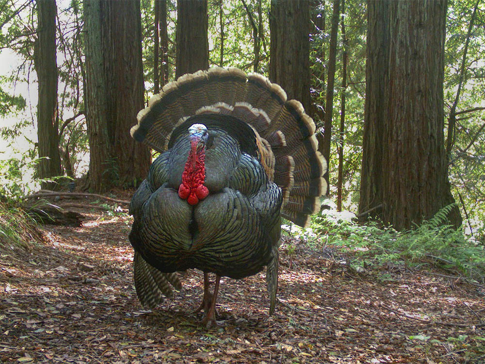 wild turkey woods california